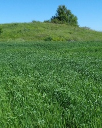 Кургани на північ від с. Миронівка