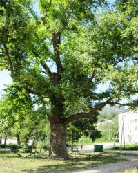 Платан Палласа, с. Терновка