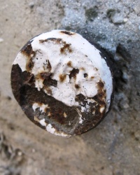 ПП ГУГК на пр-те Острякова, 176, г. Севастополь