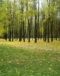 Парк культуры и отдыха, г. Бобруйск