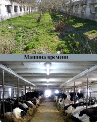 Коровий ларец