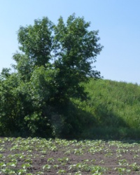 Курган (2м) возле с.Ревущино