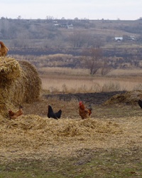 Село Зеленый Кут (Криничанский р-н). Фото-квест