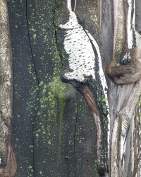 Необычные образы на деревьях. Днепропетровский фото-квест