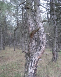 98-й