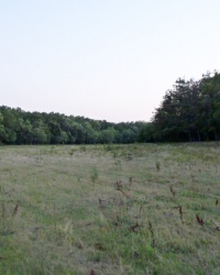 Вековые дубы у Кочережек. Тайник