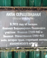 Липа сердцевидная на Арбатской улице в г.Коломне
