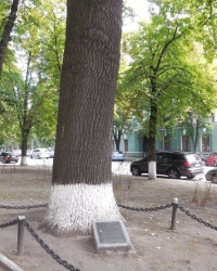 Вековой дуб в Печерском районе г.Киева