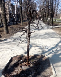 Дерево Любви в г.Ясиноватой