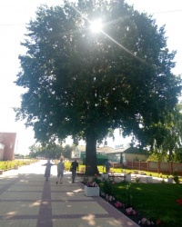 Трехсотлетний дуб в пос.Глушково