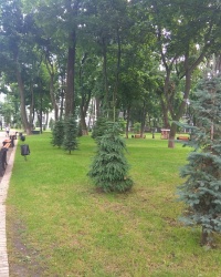 Группа елей, высаженных судьями и работниками аппарата суда в г. Киев