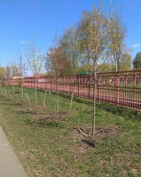 Кленовая аллея "Юбилейная" в г.Новомосковск