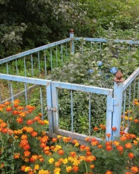 Могила доктора Зеленина в с. Кобыжча