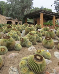 Сад кактусов «Пинья де Роса» (Jardi Botanic Tropical Pinya de Rosa)