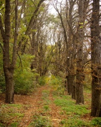 Аллея каштанов, Петровский лес