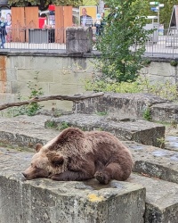Бернський ведмежий парк