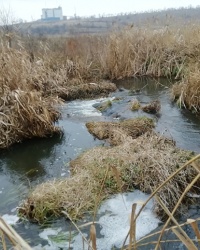 Річка Суха Сура в південній частині Коржівського мису