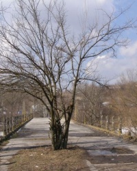 Екатеринославский мост в Кобеляках