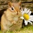 Portret użytkownika Chipmunk
