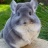 chinchilla cat's picture